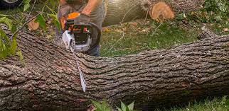 Best Fruit Tree Pruning  in Anniston, AL