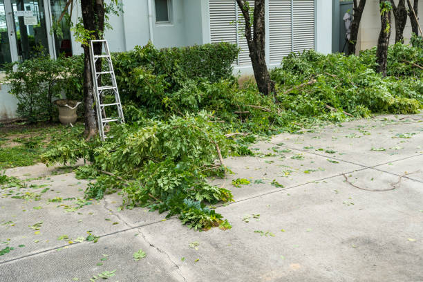 Best Tree Trimming and Pruning  in Anniston, AL