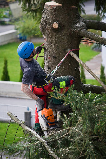 Best Tree Removal  in Anniston, AL