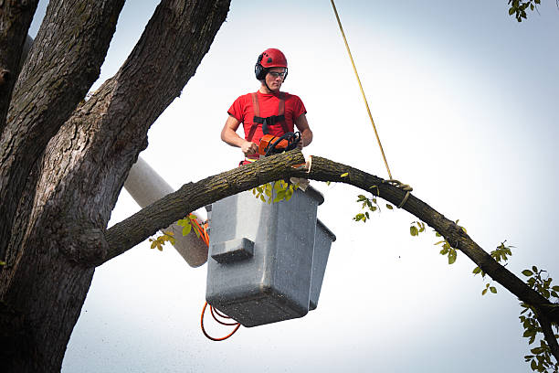 Anniston, AL Tree Removal Company