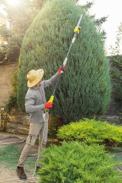 Best Tree and Shrub Care  in Anniston, AL