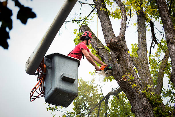 Best Tree Cabling and Bracing  in Anniston, AL